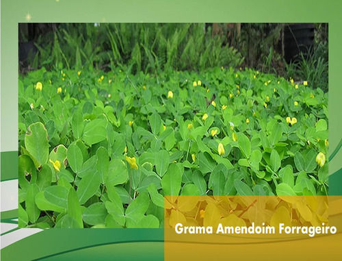 Miniatura: 800 Mudas Amendoim Forrageiro para Jardinagem Raiz Nua