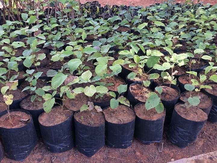 Miniatura: Saquinhos Para Mudas Saco para Germinação 14x14cm - 5 kg