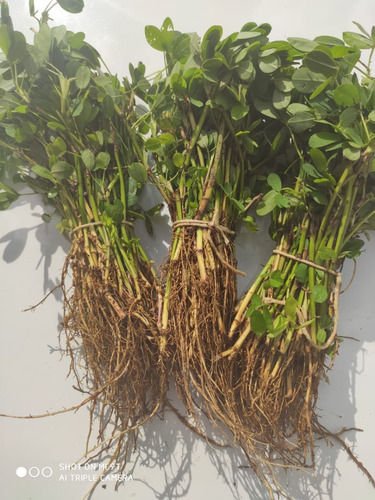 Miniatura: 500 Mudas Amendoim Forrageiro para Jardinagem Raiz Nua
