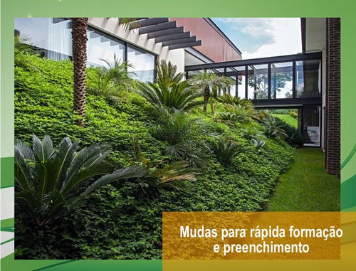Miniatura: 300 Mudas Amendoim Forrageiro Raiz Nua - Envio Imediato SP