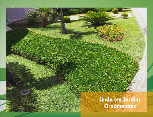 Miniatura: 600 Mudas Amendoim Forrageiro para Jardinagem Raiz Nua