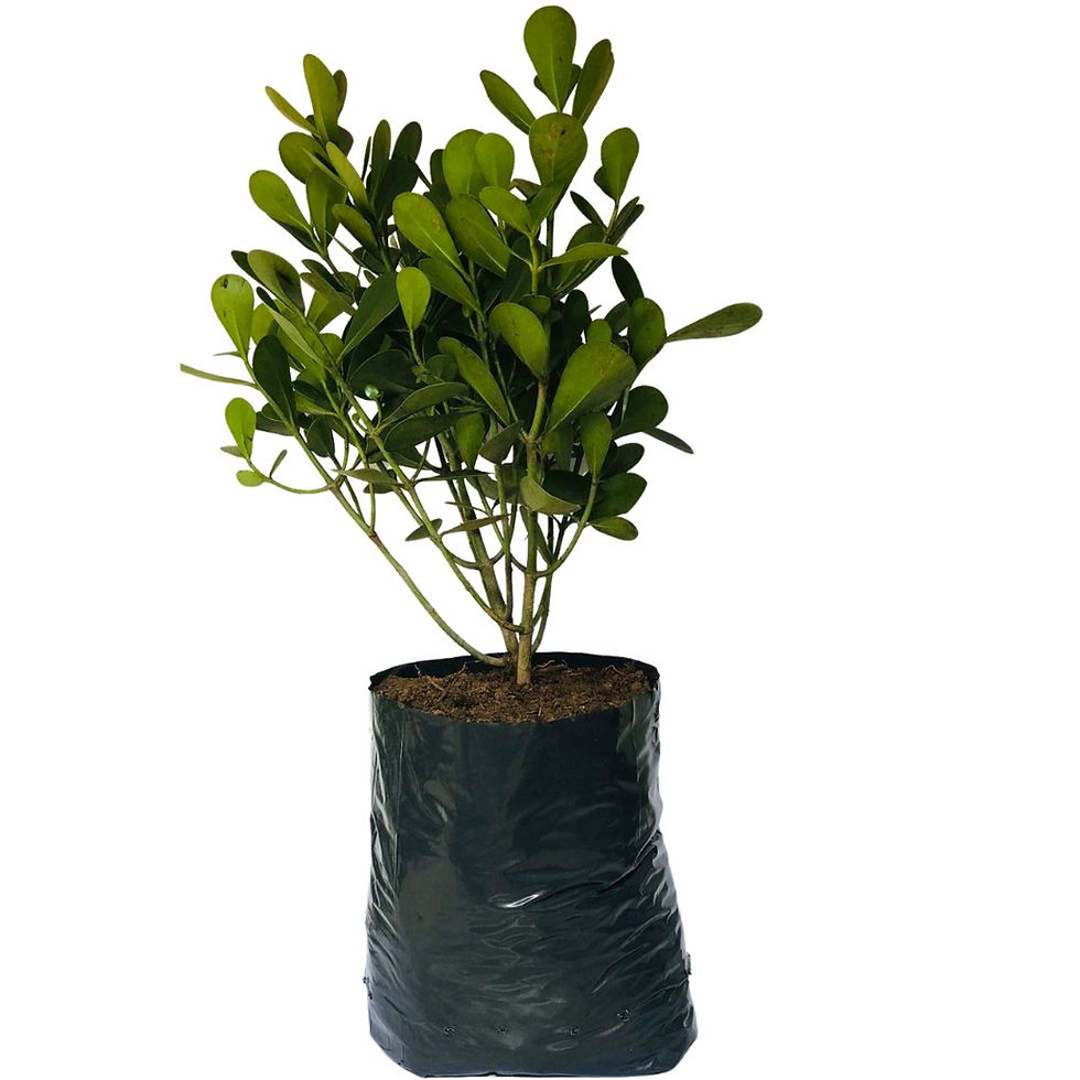 Miniatura: Saquinhos Para Mudas Saco para Germinação 40x40cm - 5kg