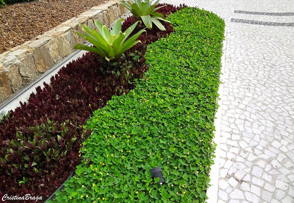 Miniatura: 20.000 Mudas Amendoim Forrageiro para Jardinagem Raiz Nua