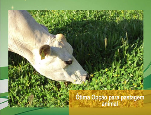 Miniatura: 1200 Mudas de Grama Amendoim Raiz Nua + Instruções + Brinde