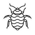 bed bug icon