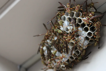 Closeup of a wasp's nest