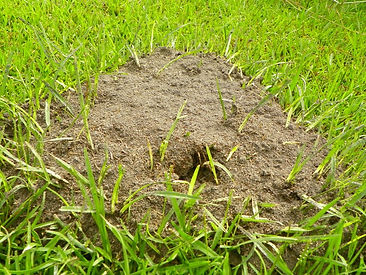 a fire ant mound in someones backyard