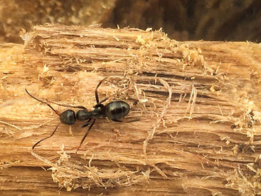 carpenter ants.jpg