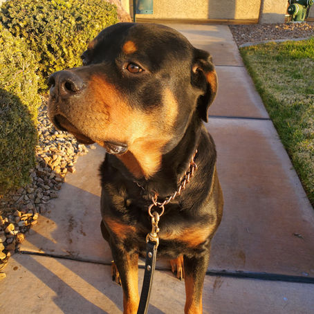 Up for Adoption; Max#2