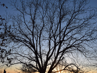 Trees