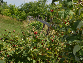 Raspberries