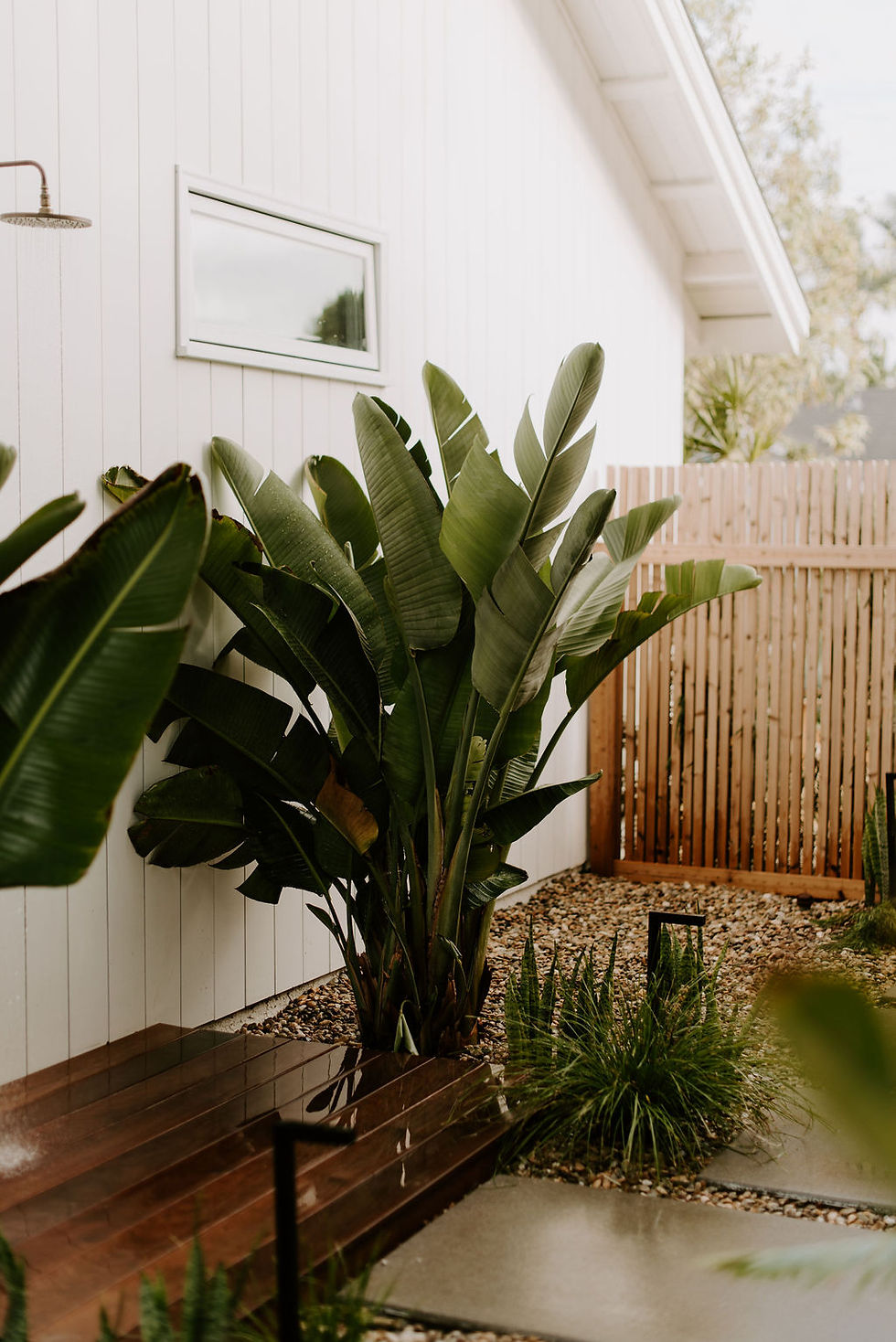 Wet outdoor shower and deck with a giant bird of paradise beside it.
