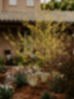 Yellow-flowered tree in a garden with rocks and succulents. Two black rocking chairs on a porch, house with tiled roof in background.