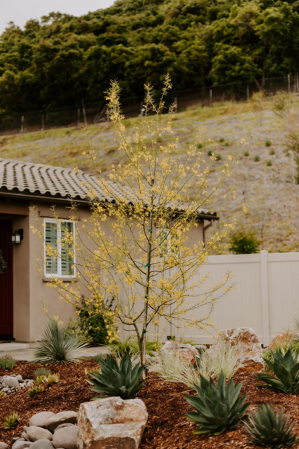 A small tree with yellow flowers in a landscaped garden, surrounded by agave plants and stones. A house with a tiled roof and green hills.
