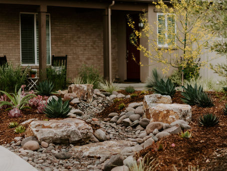 Front yard dry stream bed with rocks, succulents, and yellow-flowering tree beside a tan house and tiled roof.