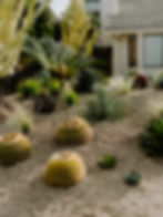 Desert garden with various cacti and succulents, featuring golden barrel cacti. Beige gravel covers the ground; house in background.