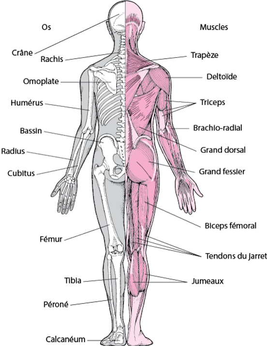 osteo.webp