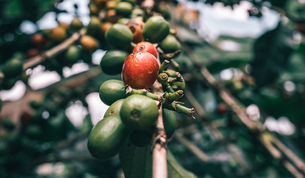 Pra quem ainda não conhece, esse é o fruto do café, ainda no galho!