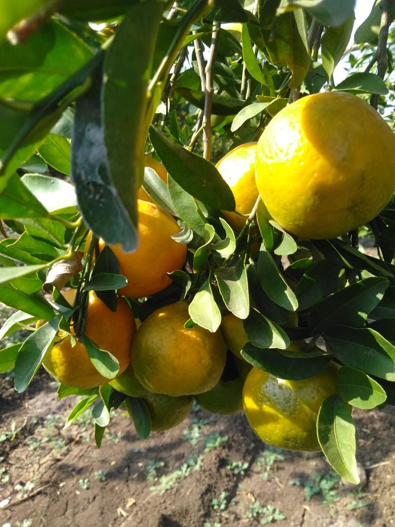 Thumbnail: Nagpur 🍊  Oranges - 100% Naturally Grown (4Kgs)