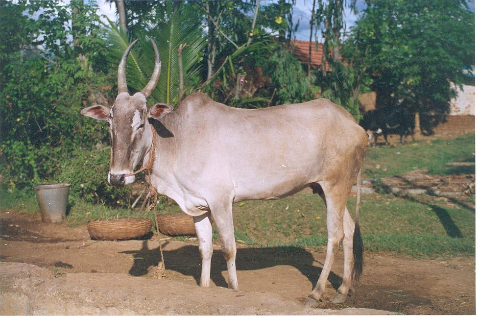 Thumbnail: DESI A2 GHEE (Hallikar Cow's, Pride of Karnataka) -100% Natural (500 ml)