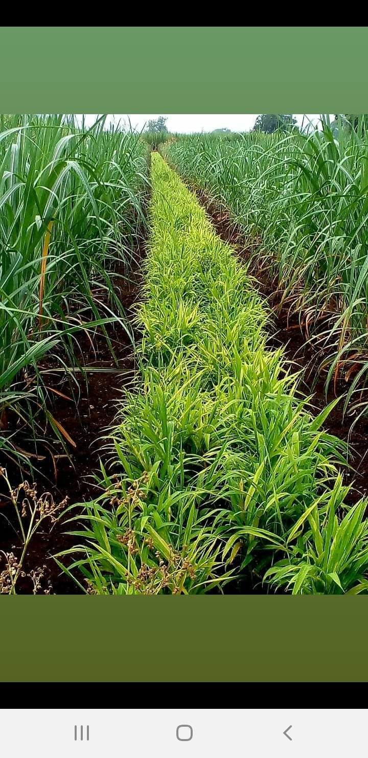 Thumbnail: GINGER Powder -100% Naturally grown, (100 gms)