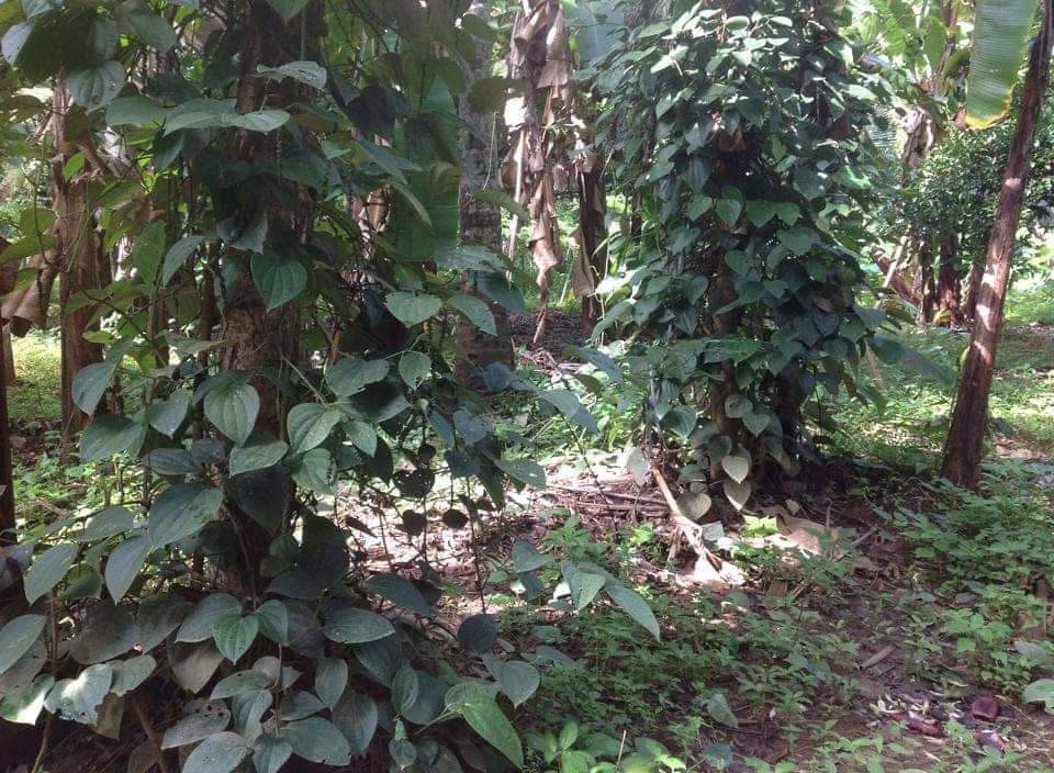 Thumbnail: PEPPER (Malabar, Black) -100% Naturally Grown (70 gms)