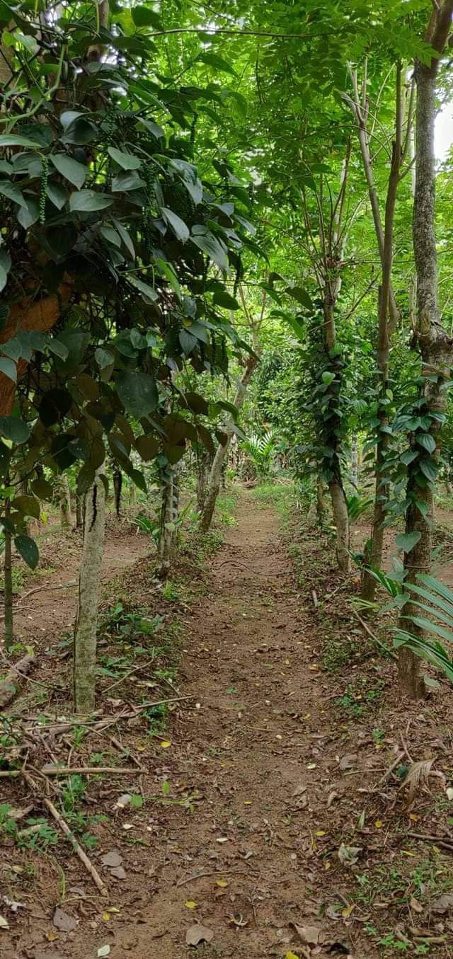 Thumbnail: PEPPER (Malabar, Black) -100% Naturally Grown (70 gms)