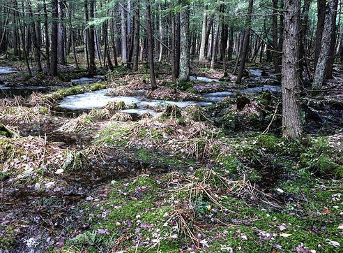 170413 Forêt Rosenberry LowRes.jpg