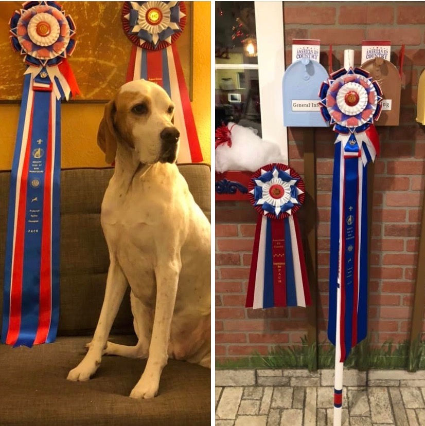 Deena  |  Agility
