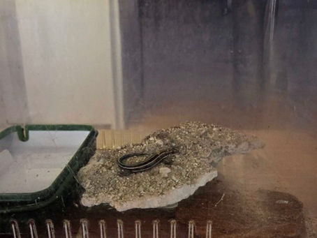 生き物のいる生活