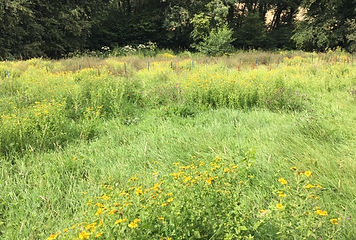 Meadow