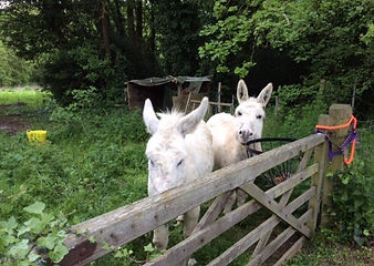 donkeys.jpg