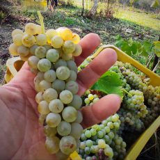 fosso-degli-angeli-morgia-greco-vendemmia-230x230