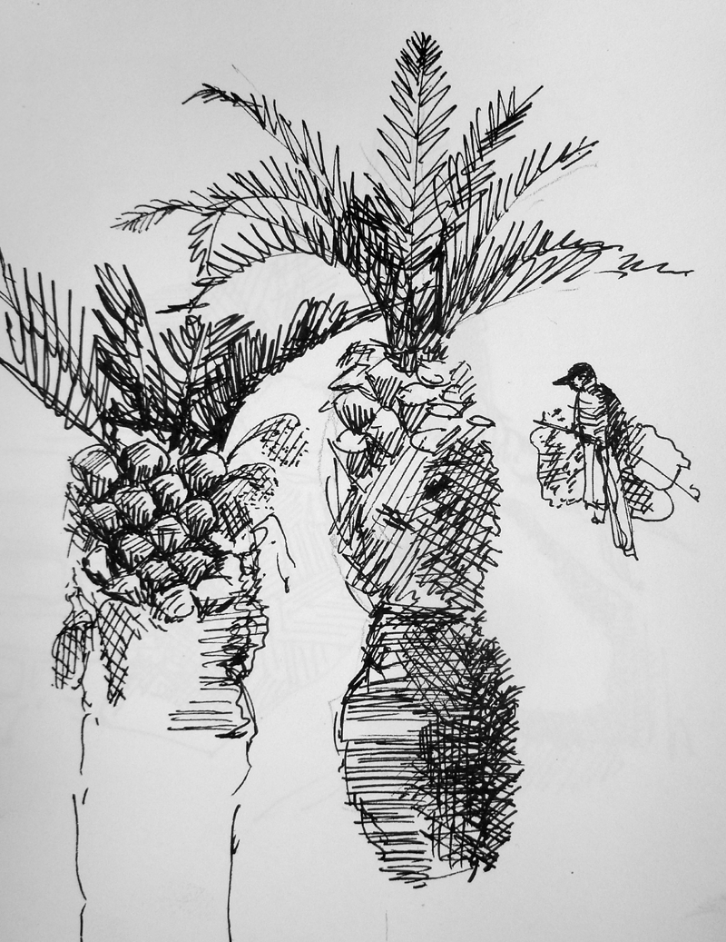 Maroc - Palmiers
