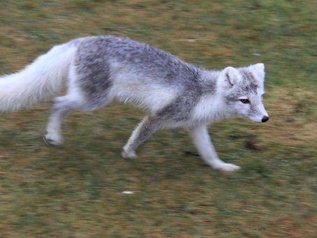 Eskifjörður to Hali