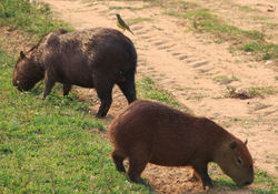 Pantanal (capibaras)