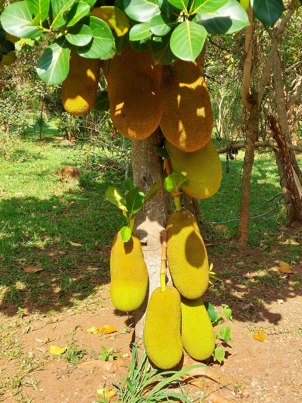 Low-lying Jackfruit
