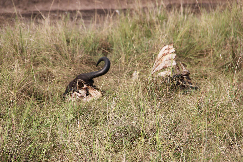 Our guide said this buffalo was taken down by lions three days earlier. Along with hyenas, vultures and other scavengers, nothing but bones is left.