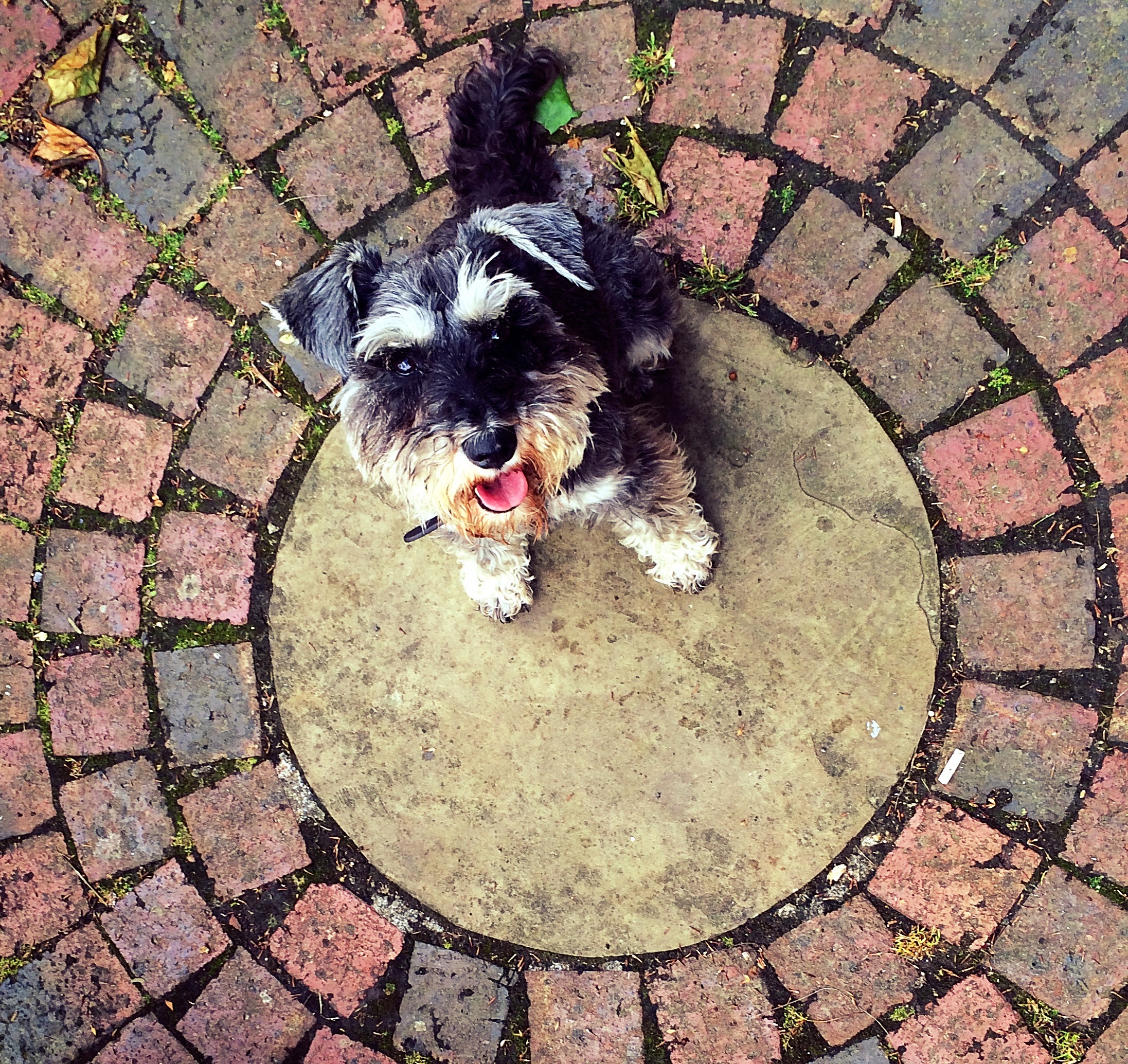 Barney