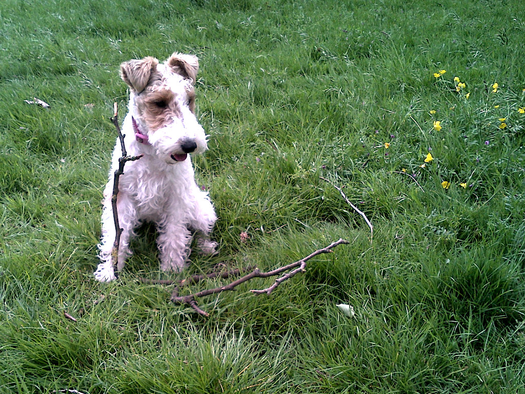 Izzy