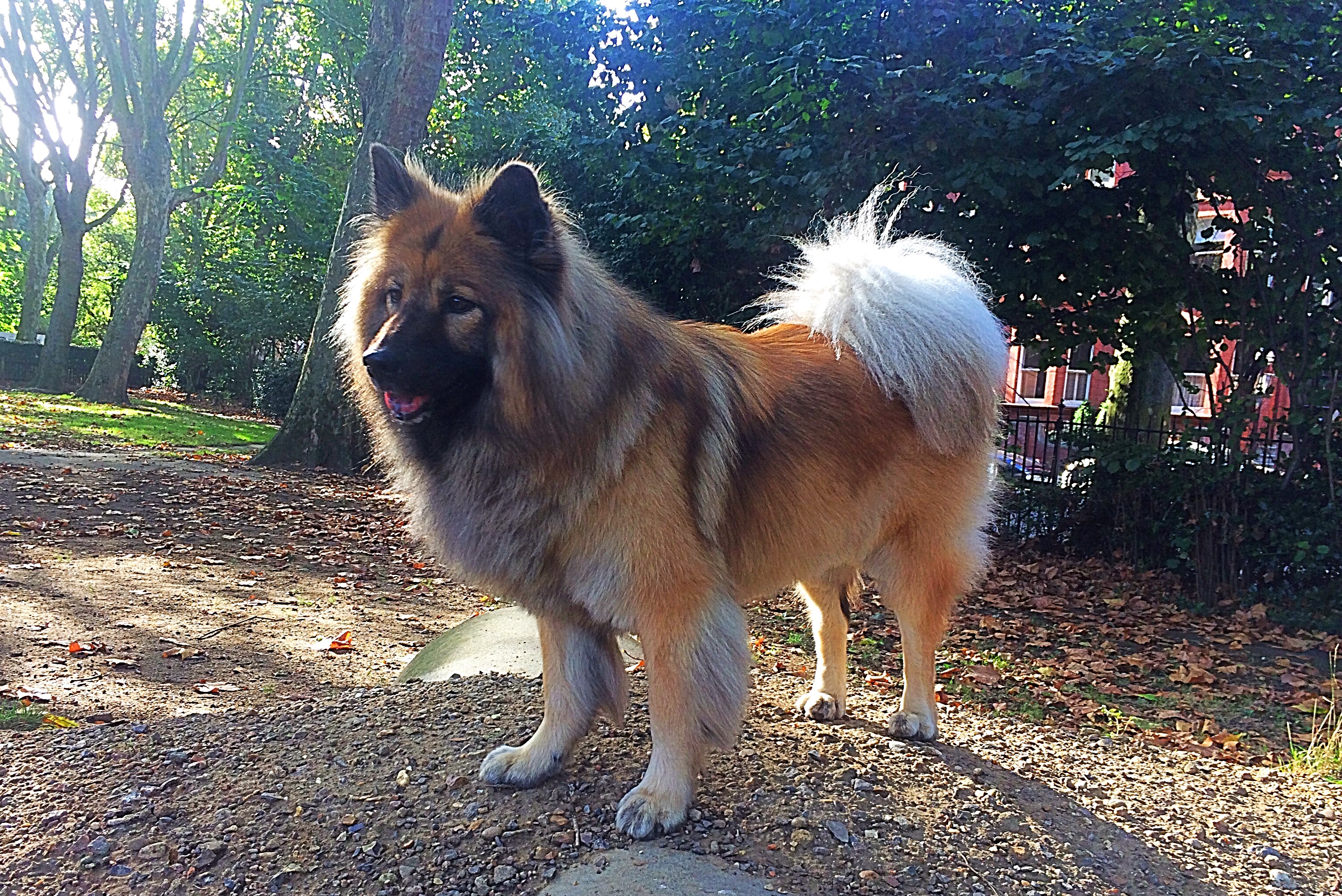 Myla