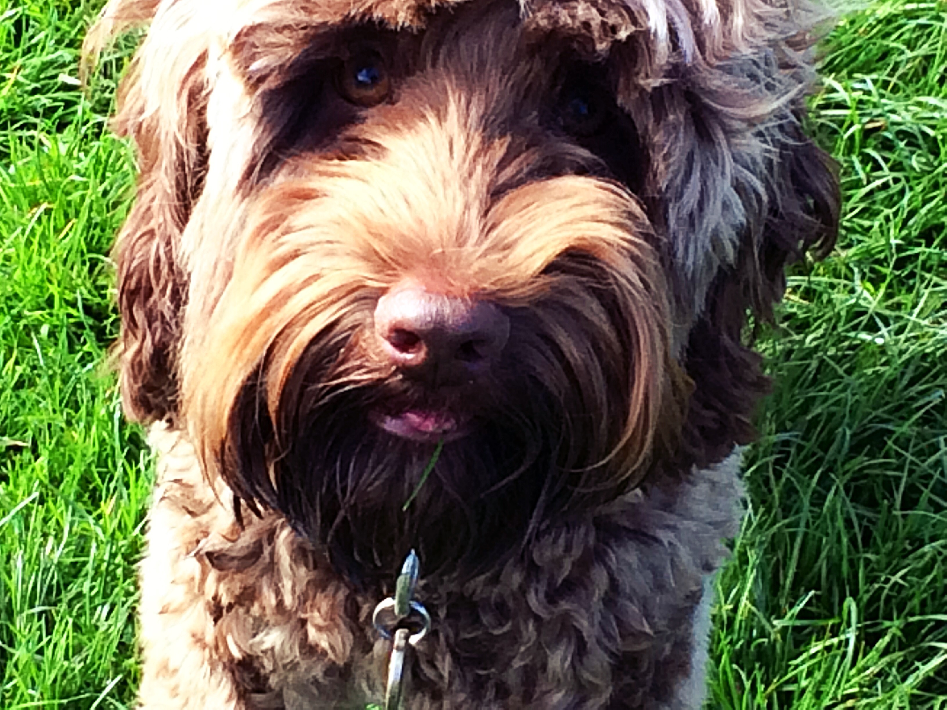 Rupert