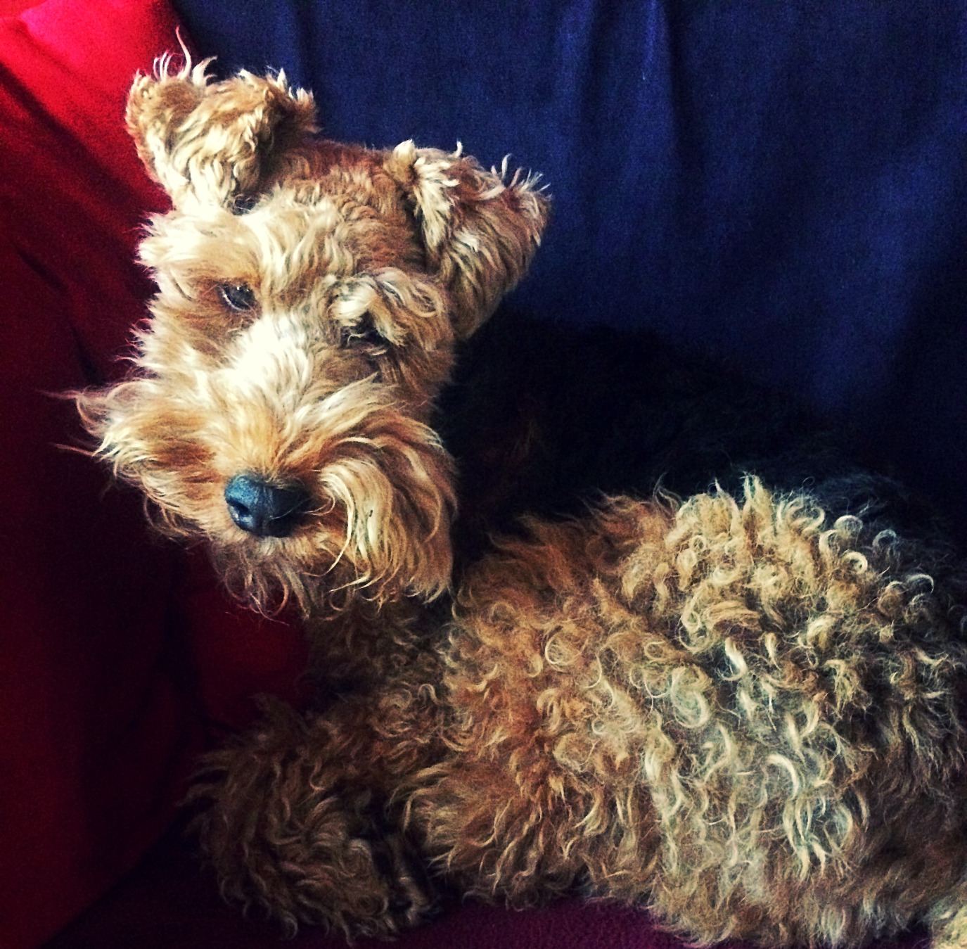 Rex