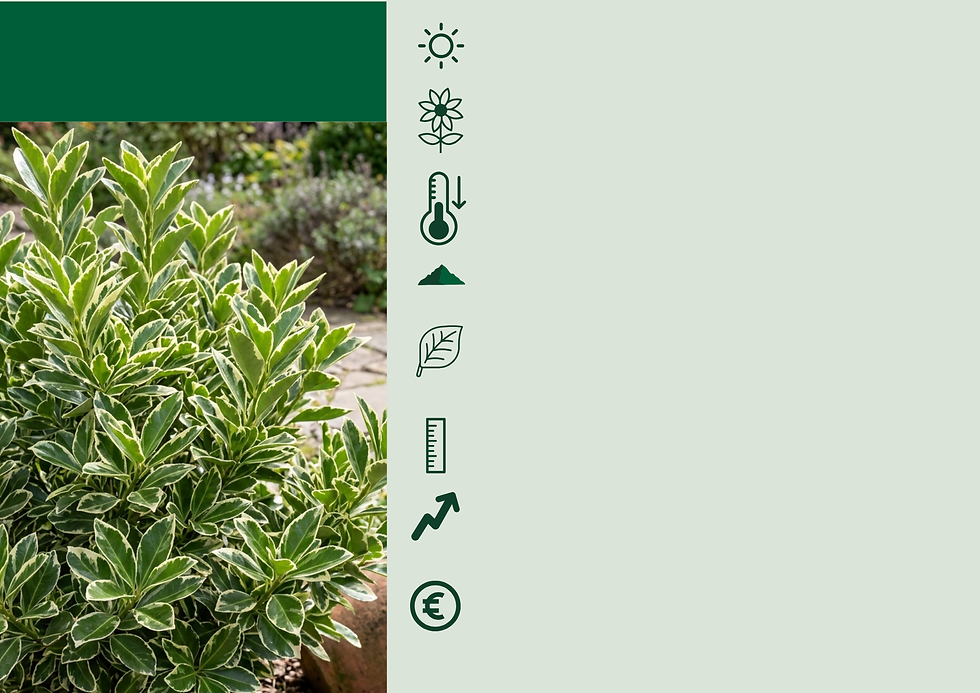 Euonymus japonicus 'Bravo'.png