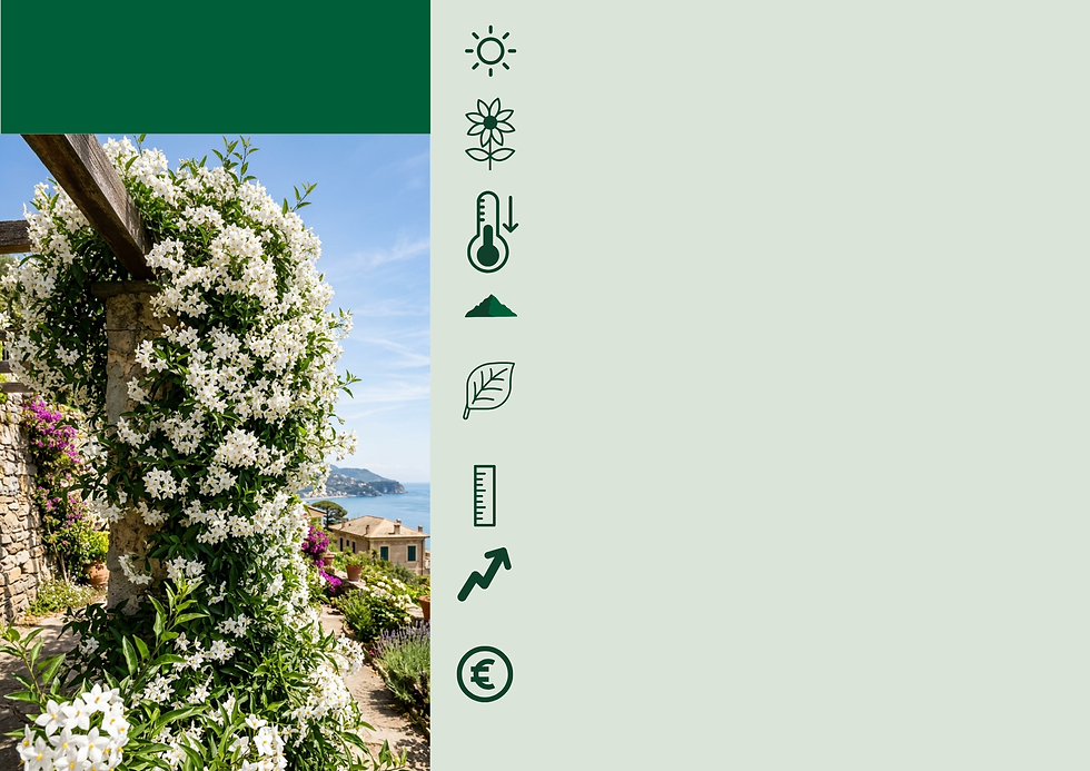 Solanum.png
