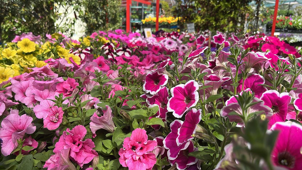 Petunia vivaio Ventimiglia Iris Garden