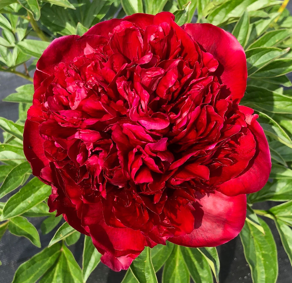 Thumbnail: Red Charm - Avail July 16 - Aug 16