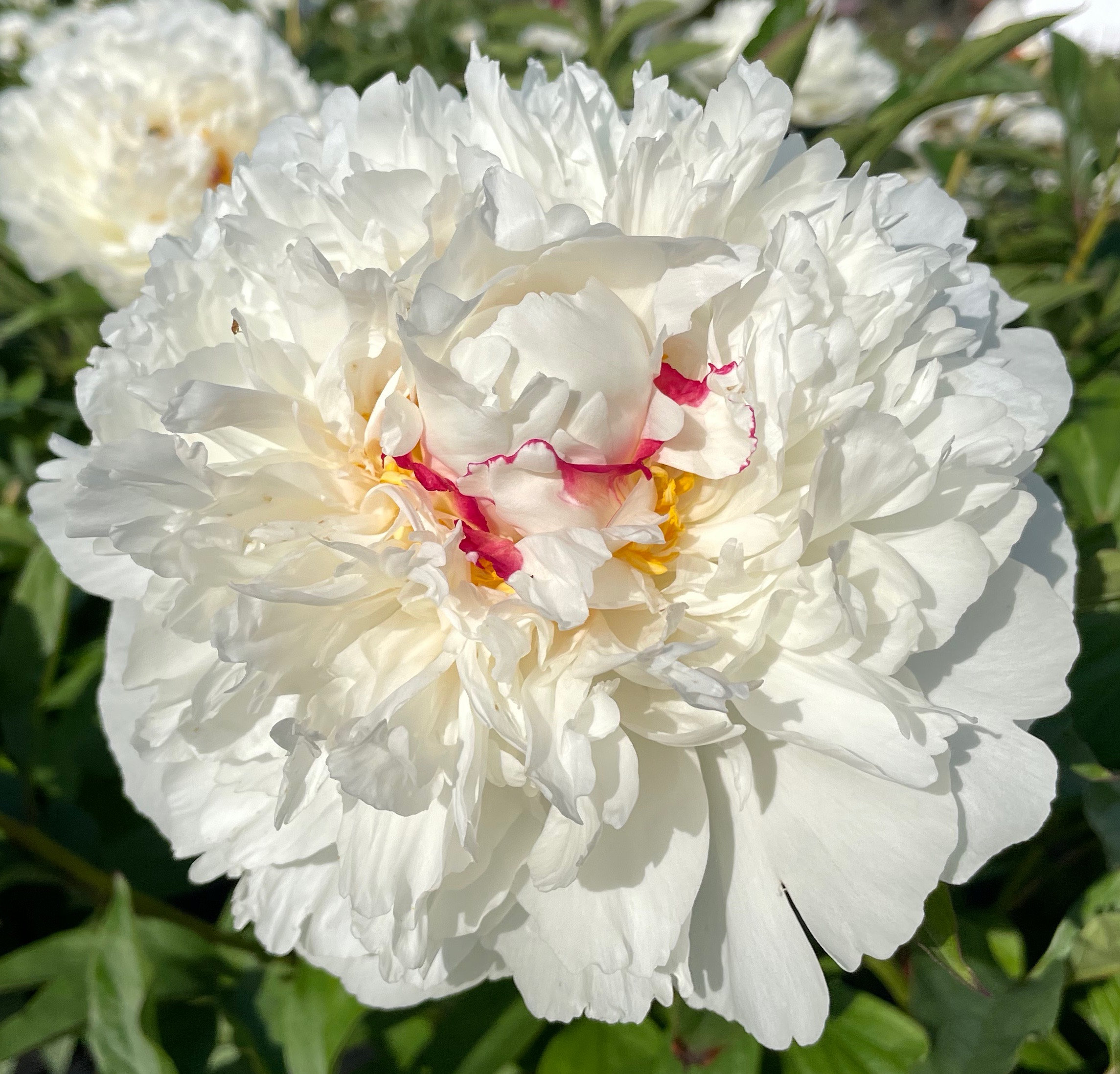 初売り】 1ポット410円 7.5cmポット arach. Boule de Neige 植物/観葉