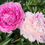 Thumbnail: Sarah Bernhardt - Avail July 20 - Aug 20