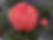 Thumbnail: Coral Charm